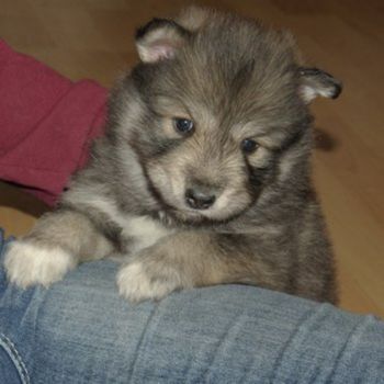 Native American Indian Dog Puppy Photo