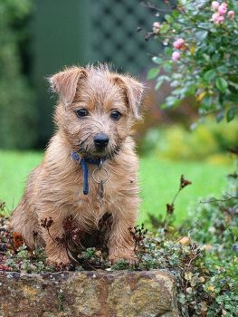 Norfolk Terrier Puppy Photo