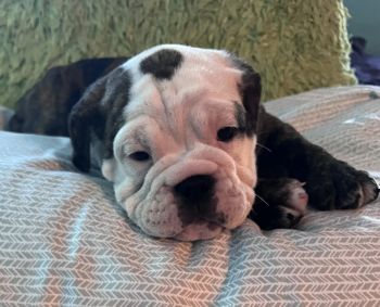 Olde English Bulldogge Puppies for sale in Fort Oglethorpe, Georgia. price: $1,900