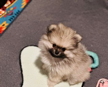 Pomeranian Puppies for sale in Lillington, North Carolina. price: $2,500