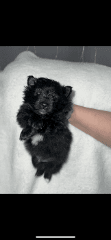 Pomeranian Puppies for sale in Liberty, Missouri. price: NA