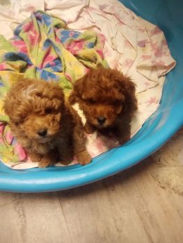 Poodle Puppies for sale in Baltimore, MD, USA. price: $1,100