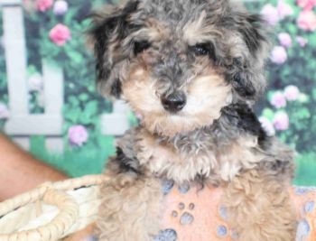 Poodle Puppies for sale in Middleburg, Florida. price: $1,500