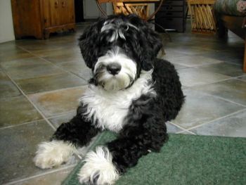 Portuguese Water Dog Puppy Photo