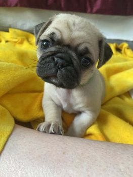 Pug Puppies for sale in Chicago, Illinois. price: $1,800