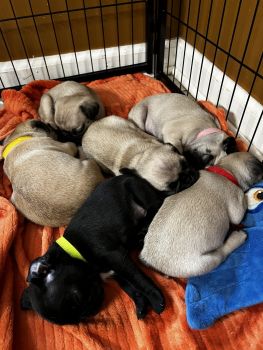 Pug Puppies for sale in Statesville, North Carolina. price: $1,500