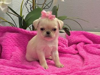 Pug Puppies for sale in Lake Forest, CA, USA. price: $1,200