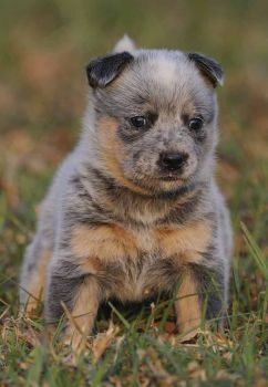 Queensland Heeler Puppy Photo