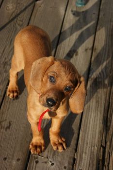 Redbone Coonhound Puppy Photo