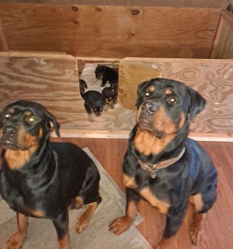 Rottweiler Puppies for sale in Brierfield, Alabama. price: $1,200