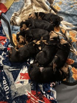 Rottweiler Puppies for sale in Naples, ME, USA. price: $600