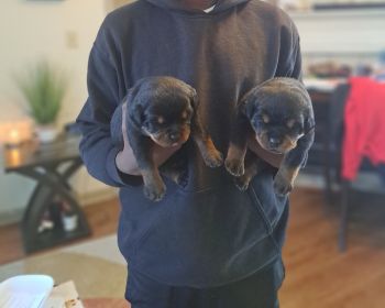 Rottweiler Puppies for sale in Montgomery, Alabama. price: $700