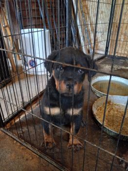 Rottweiler Puppies for sale in Fayetteville, NC, USA. price: $800