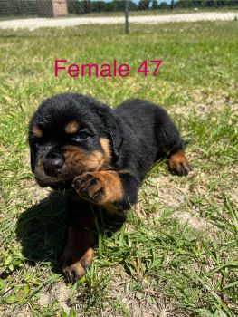 Rottweiler Puppies for sale in Ocala, FL 34475, USA. price: $1,000