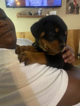 Rottweiler Puppies for sale in Panama City, Florida. price: $1,200