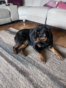 Rottweiler Puppies for sale in Boca Raton, FL, USA. price: NA