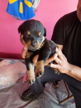 Rottweiler Puppies for sale in Ewing Township, New Jersey. price: $1,800