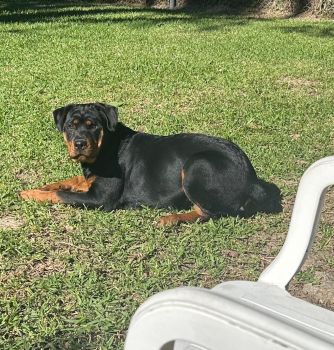 Rottweiler Puppies for sale in Baton Rouge, Louisiana. price: $600