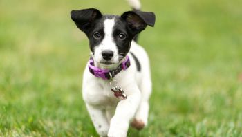 Russell Terrier Puppy Photo