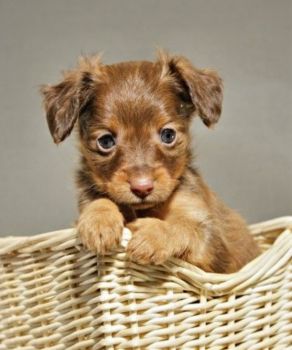 Russian Toy Terrier Puppy Photo