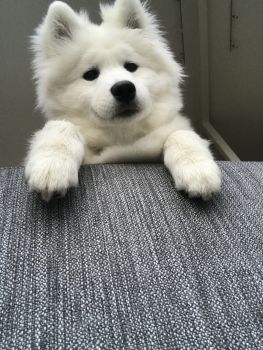 Samoyed Puppy Photo