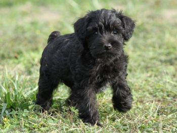 Schnoodle Puppy Photo