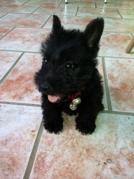 Scottish Terrier Puppy Photo