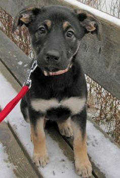 Shepard Labrador Puppy Photo