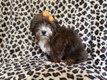 Shih-Poo Puppies for sale in Lakeland, Florida. price: $795