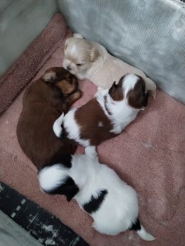 Shih Tzu Puppies for sale in Dade City, Florida. price: NA