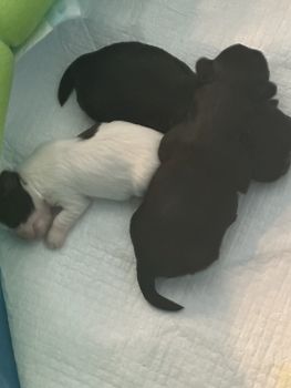 Shih Tzu Puppies for sale in redford, Michigan. price: $850