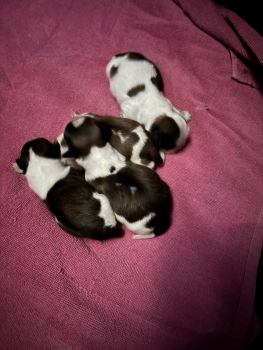 Shih Tzu Puppies for sale in Saratoga Springs, New York. price: $1,200