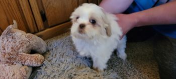 Shih Tzu Puppies for sale in Denver, CO, USA. price: $750
