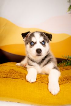 Siberian Husky Puppies for sale in Folsom, California. price: $300