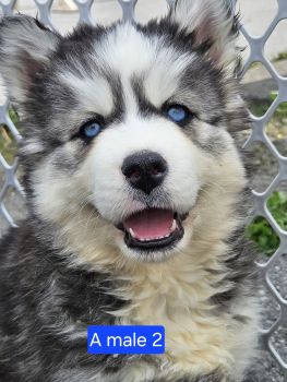 Siberian Husky Puppies for sale in Blacksburg, Virginia. price: $800