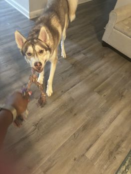 Siberian Husky Puppies for sale in Lawrenceville, Georgia. price: $900
