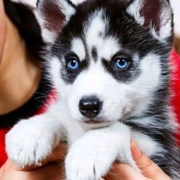 Siberian Husky Puppies for sale in Los Angeles, California. price: $543