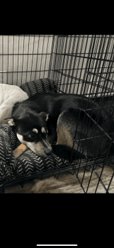 Siberian Husky Puppies for sale in Macomb Township, Michigan. price: NA