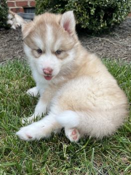Siberian Husky Puppies for sale in Lincolnton, North Carolina. price: $3,000