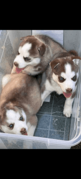 Siberian Husky Puppies for sale in Danville, Virginia. price: $950