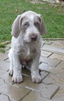 Slovakian Rough Haired Pointer Puppy Photo