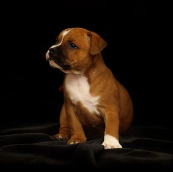 Staffordshire Bull Terrier Puppy Photo
