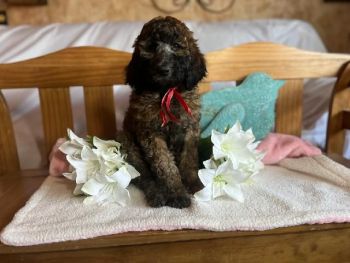 Standard Poodle Puppies for sale in Belle Fourche, South Dakota. price: $1,000