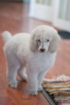 Standard Poodle Puppy Photo