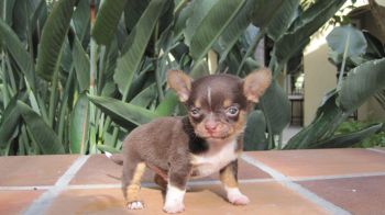Tea Cup Chihuahua Puppy Photo