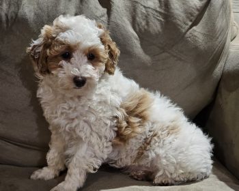 Toy Poodle Puppies for sale in North Vernon, Indiana. price: $800