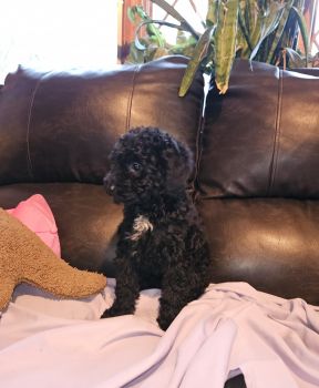 Toy Poodle Puppies for sale in Mastic Beach, New York. price: $1,800