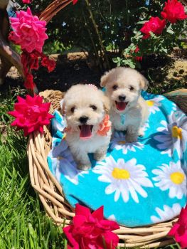 Toy Poodle Puppies for sale in Hickory, North Carolina. price: $850