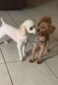 Toy Poodle Puppies for sale in Kissimmee, Florida. price: $1,000