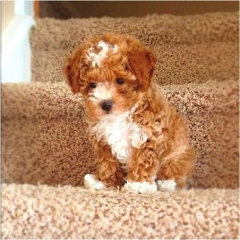 Toy Poodle Puppy Photo